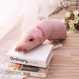 90cm pink pig