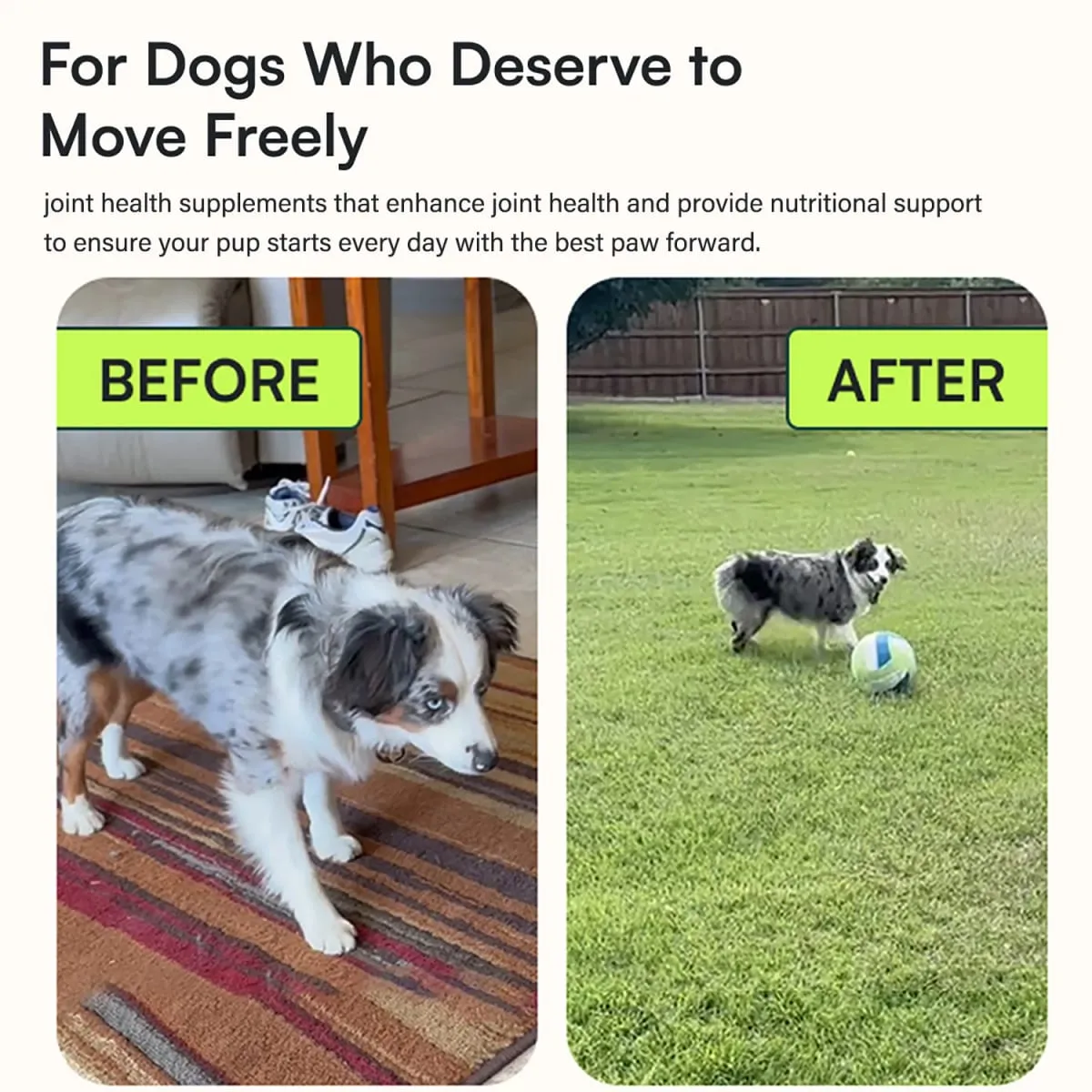Integratore avanzato per anca e articolazioni per cani di taglia piccola e media - Glucosamina Condroitina Omega 3 MSM Cozza dalle labbra verdi — image 4