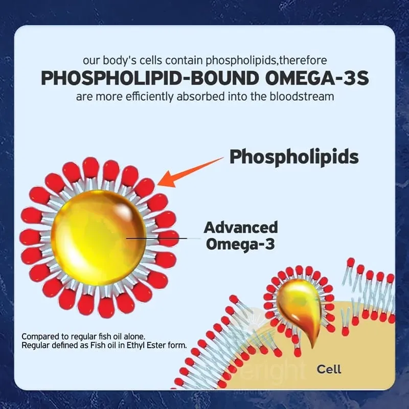Aceite de Krill - Complejo de fosfolípidos omega-3 con astaxantina - Apoya la gestión de lípidos Metabolismo Salud cerebral y cardíaca - EPA DHA — image 5