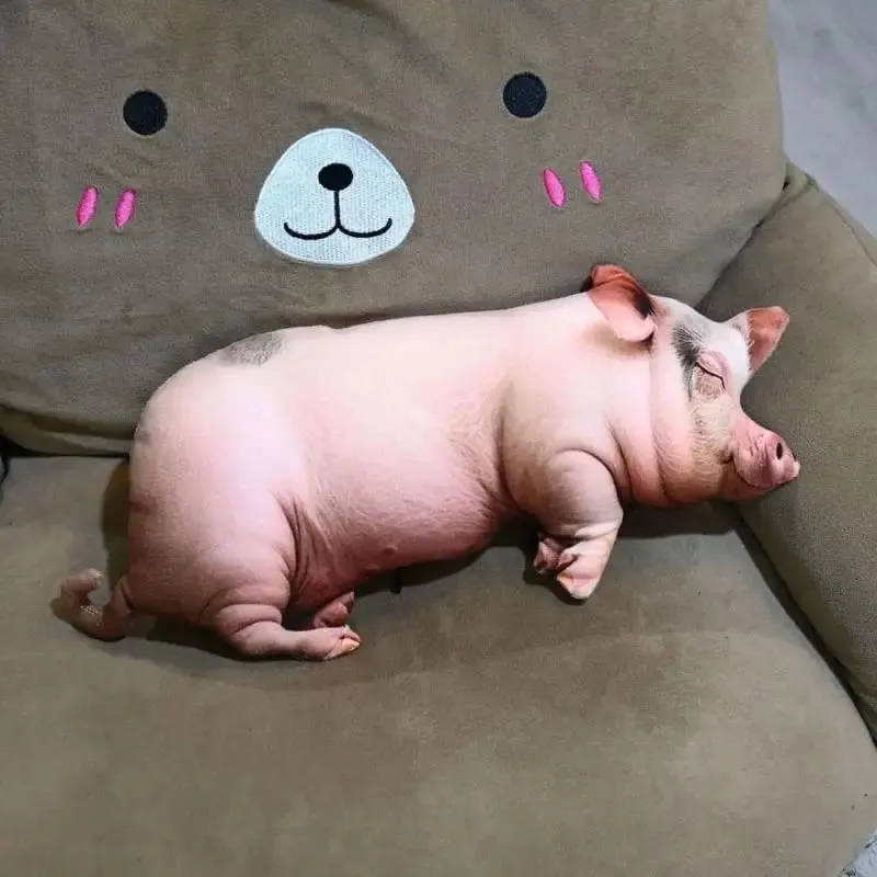Almofada de pelúcia 3D em forma de porco Almofada decorativa de tecido super macio e confortável para sofá-cama da sala de estar — image 11